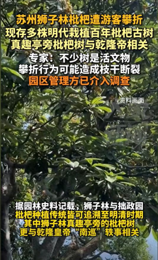 株明代栽植百年枇杷古树专家：园区管理方已介入调查CQ9电子最新网站苏州狮子林枇杷