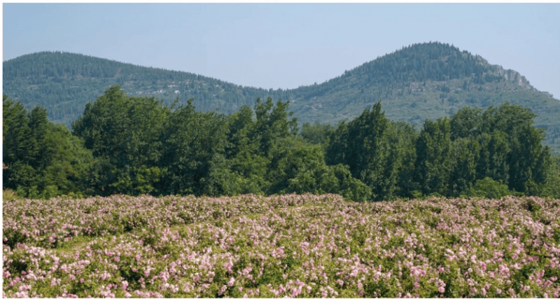 产业链生态以长期主义深耕个人护理赛道CQ9电子平台入口半亩花田构建花植全(图3)
